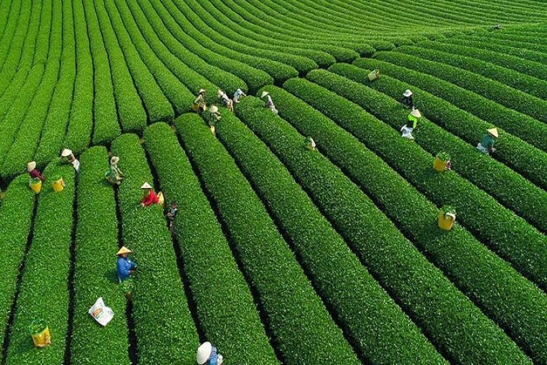 Đồi Chè Mộc Châu.