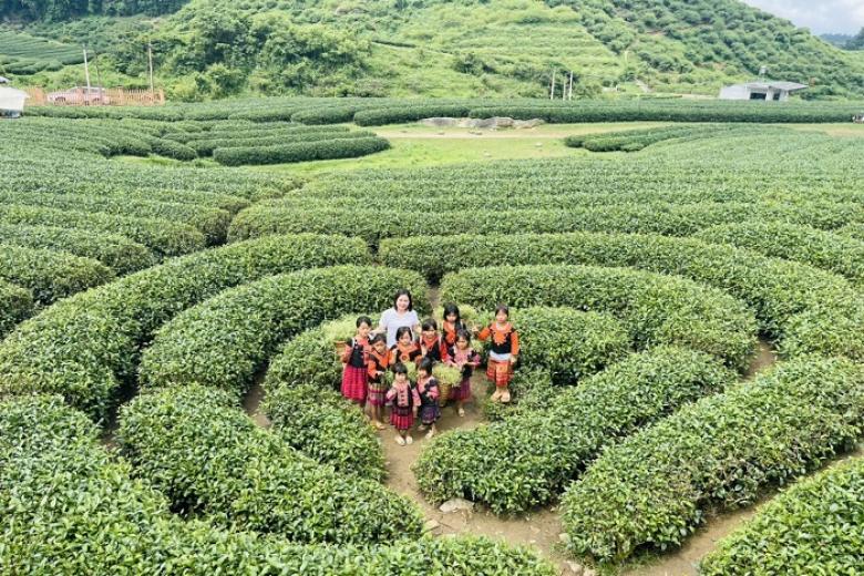 Đồi Chè Mộc Châu.