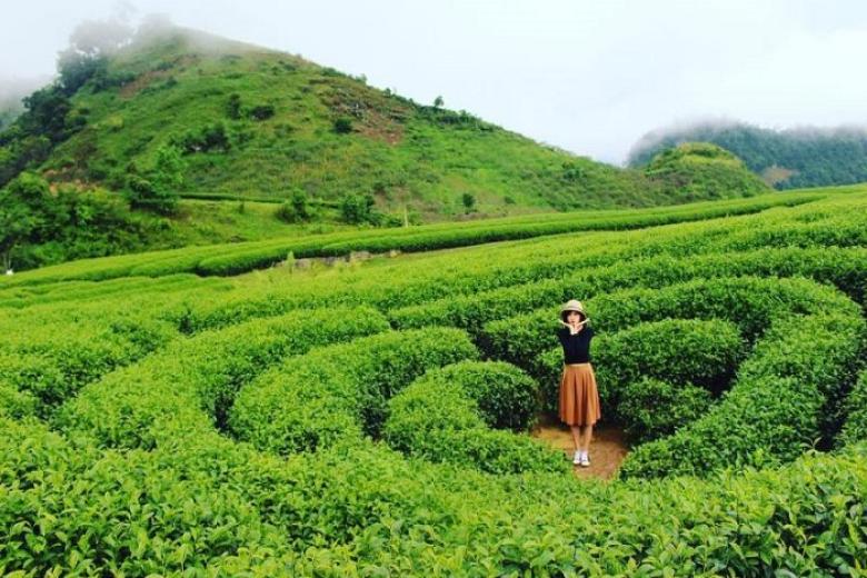 Đồi Chè Mộc Châu.