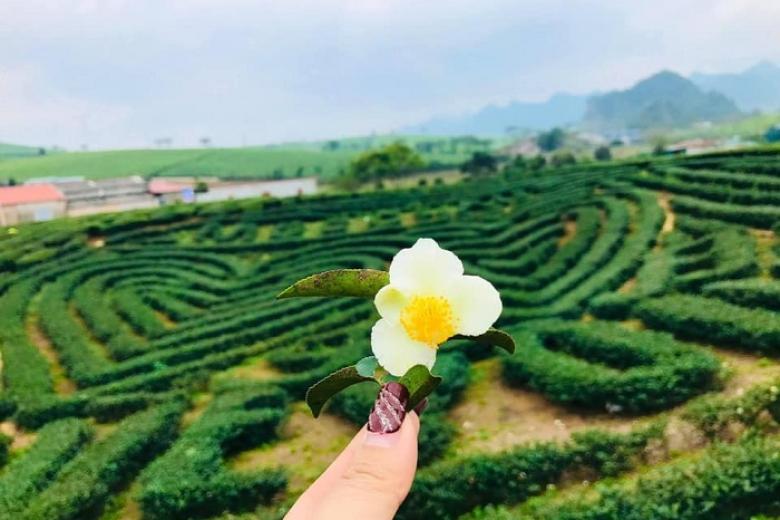 Đồi Chè Mộc Châu.