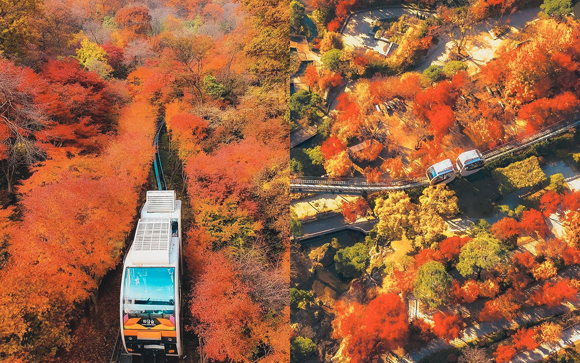 Rừng Seoul
