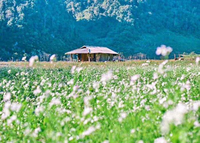 Mộc Châu nổi tiếng với những đồi chè được tỉa cắt gọn gàng và tạo hình ấn tượng.
