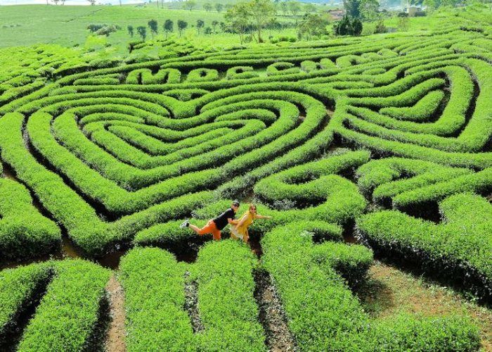 Người nông dân đang thu hoạch chè trên các đồi chè.