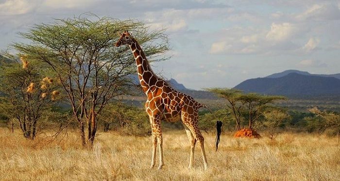 Maasai Mara là khu bảo tồn động vật hoang dã nổi tiếng nhất Kenya
