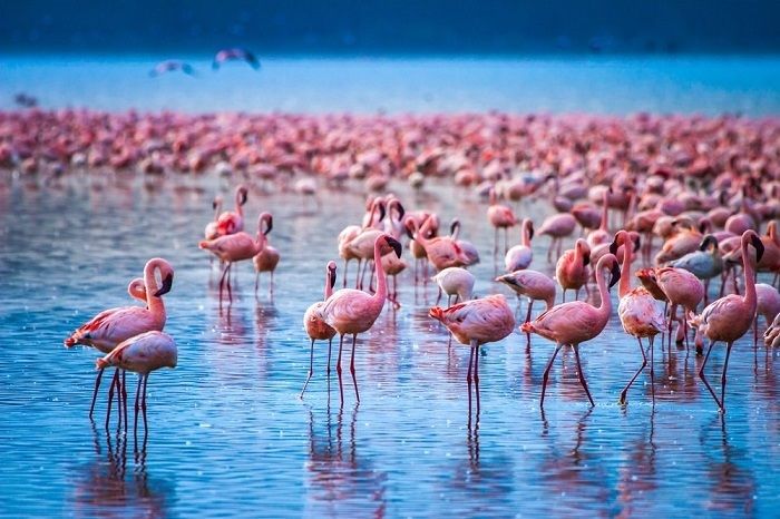 Hồ Nakuru là nơi trú ngụ của lượng lớn chim hồng hạc