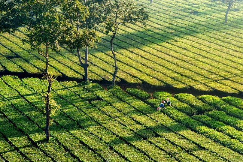 Đồi chè Pleiku