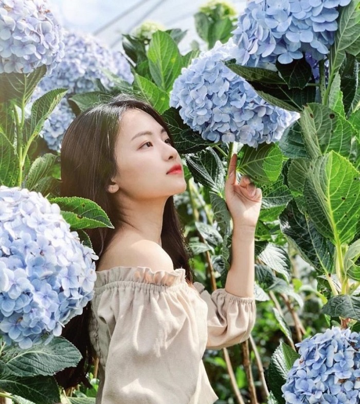 Vườn hoa cẩm tú cầu, tour du lịch Đà Lạt