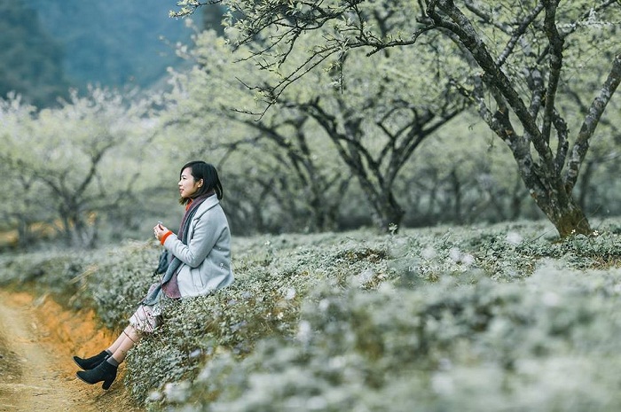 Những cung đường xuyên rừng hoa mận trắng muốt