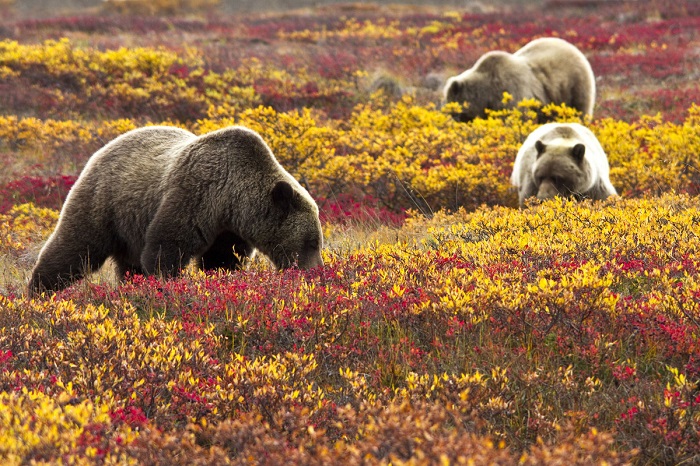 Vườn quốc gia Denali, Alaska, Mỹ