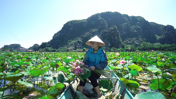 Thu hoạch sen trên đầm sen Hang Múa. 