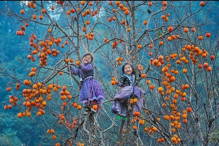 Mùa hồng chín ở Mộc Châu bắt đầu từ giữa tháng 8 đến cuối tháng 12 hàng năm. 