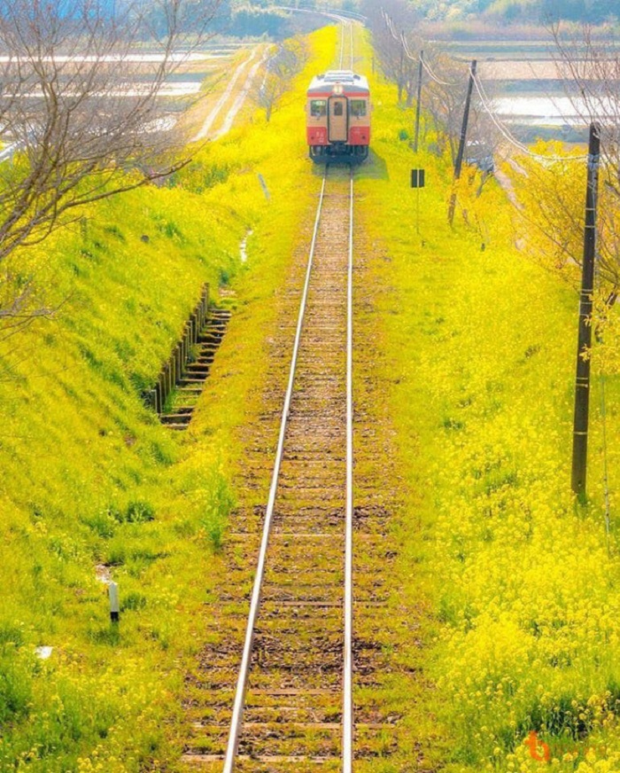 Trước khi rau cải nở hoa, người dân Nhật thường dùng loại rau nàu để làm món tempura với vị thanh mát và hấp dẫn. 