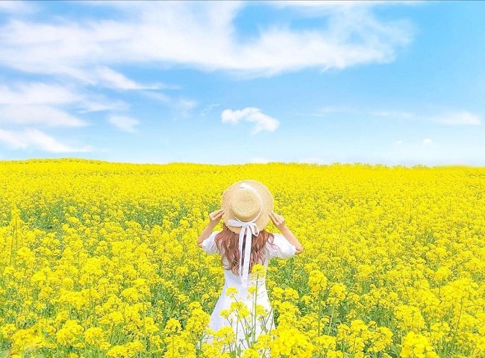 Khi đi chụp ảnh bên những cánh đồng hoa cải, các bạn sẽ thấy những bụi phấn hoa cải bán trên quần áo tạo nên những hương thơm độc đáo, có hương thơm cay cay nồng nồng khó tả.