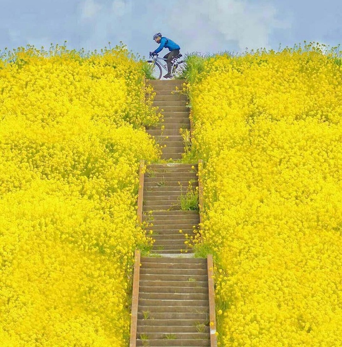 Không chỉ có thế những cây cải còn được chọn lọc để phục vụ ngành nông ngiệp dầu cải.