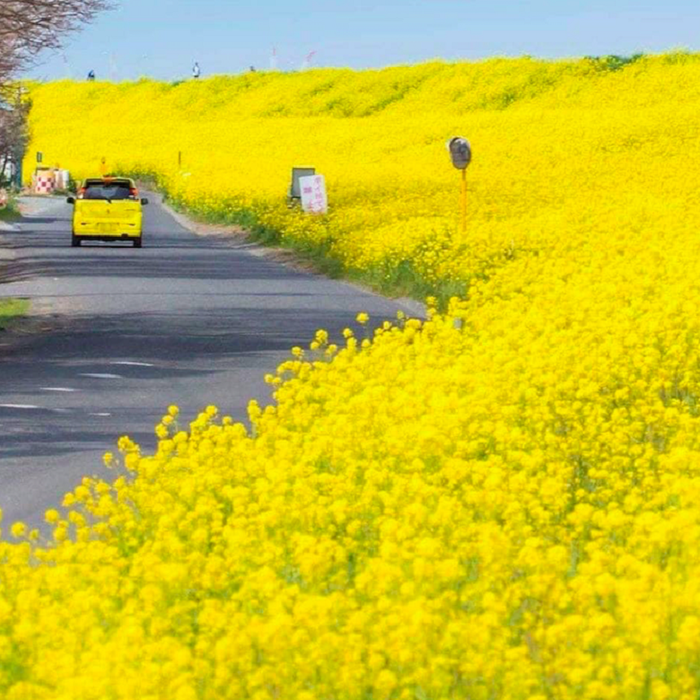 Đi chụp hoa cải vàng, có một điều bạn sẽ thích thú là những bụi phấn hoa vàng sẽ bám đầy trên trên trang phục cũng như hương thơm từ thân cải, nồng nồng cay cay cứ vấn vương mãi trên đường về..
