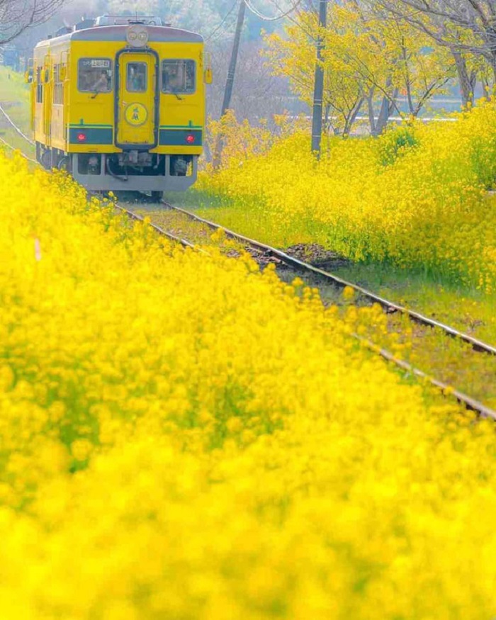 Tại đất nước Nhật Bản có nhiều giống hoa cải khác nhau, mỗi loại lại có một màu hoa riêng biệt.