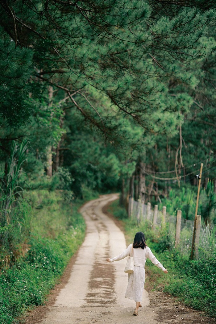 In the Forest là một quán cafe nằm giữa rừng thông 