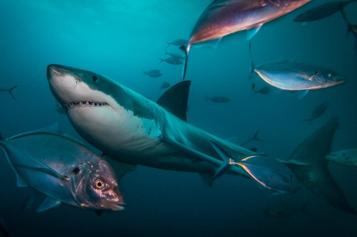 heo PBS , cá mập trắng lớn là loài cá săn mồi lớn nhất thế giới, thuộc bộ cá nhám thu được tìm thấy ở miền duyên hải trên khắp các đại dương