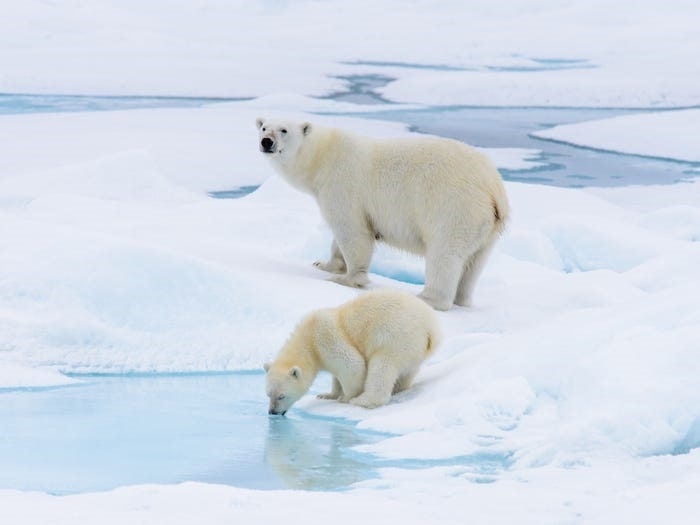 Longyearbyen, thị trấn cực bắc của thế giới, nơi mặt trời không lặn suốt 4 tháng trong năm