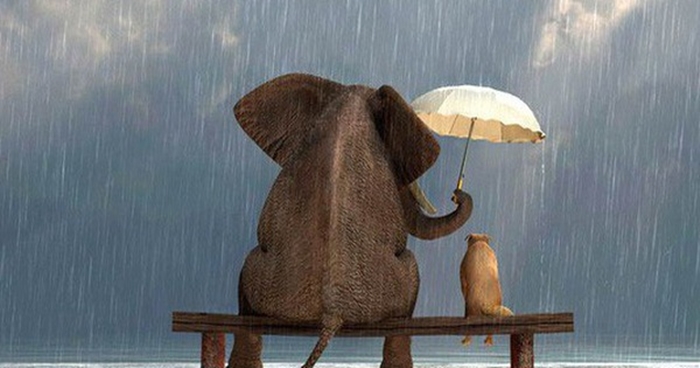 Hãy sống chân thành, điều tốt lành sẽ tự đến, đừng cố tranh cướp những thứ không thuộc về mình