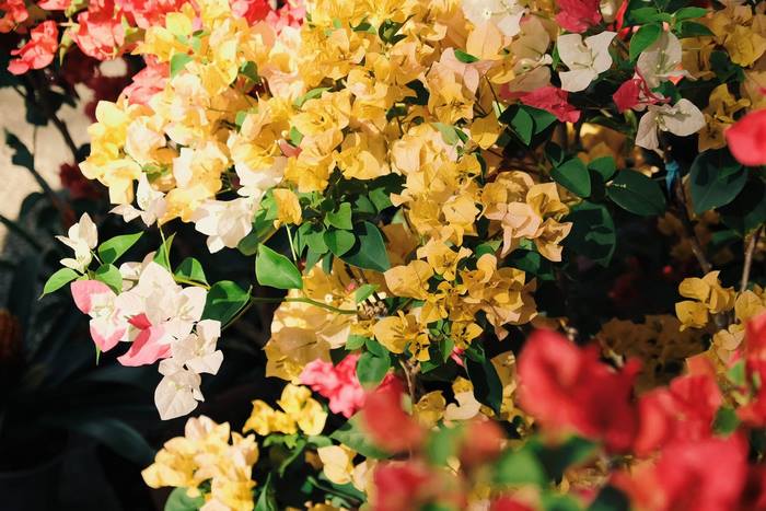 Rực rỡ sắc hoa xuân Sài Gòn