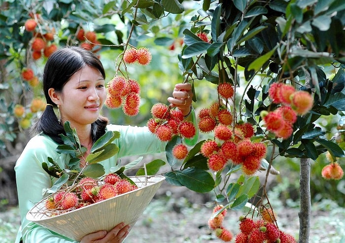 Thăm vườn trái cây sai trĩu quả