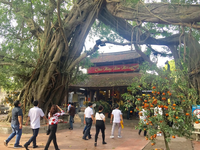 Những cây cổ thụ trong đền Mẫu Hưng Yên