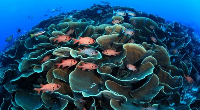 Palau