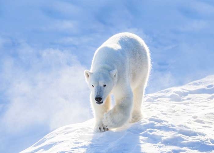 Gấu trắng Bắc Cực. Ảnh: vtimes.com.au