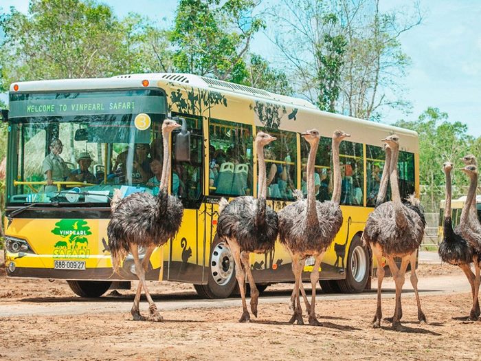 Những điều cần lưu ý khi du lịch safari