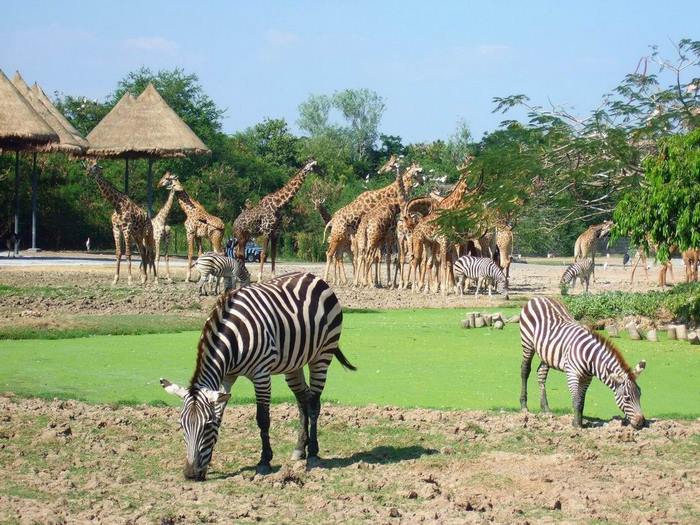 Những điều cần lưu ý khi du lịch safari