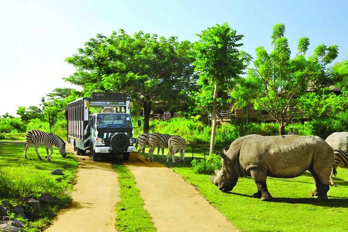 Những điều cần lưu ý khi du lịch safari