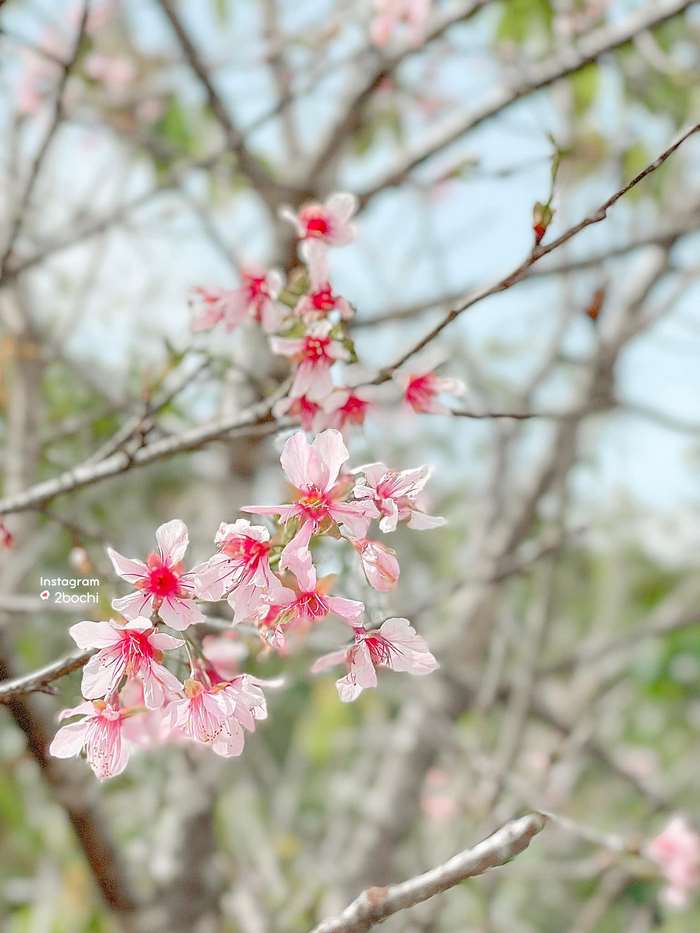 Mong manh mai anh đào Đà Lạt 