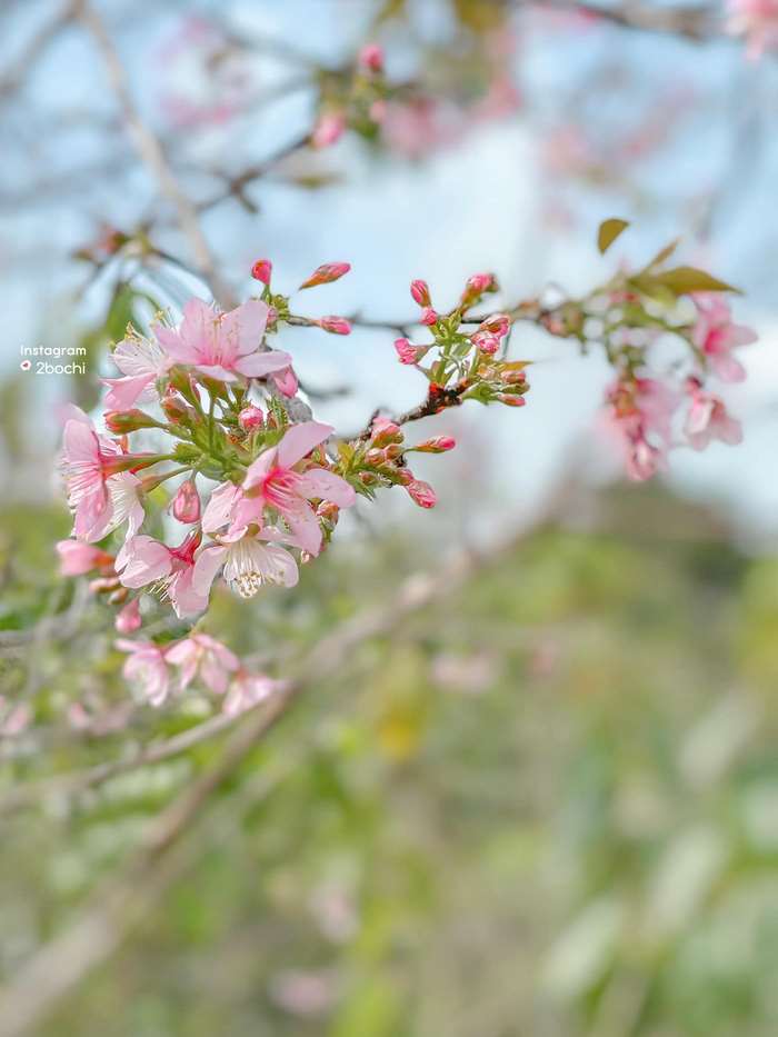 Mong manh mai anh đào Đà Lạt 