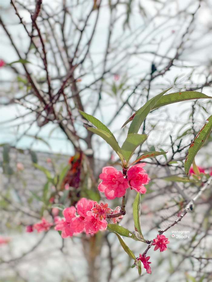 Mong manh mai anh đào Đà Lạt 