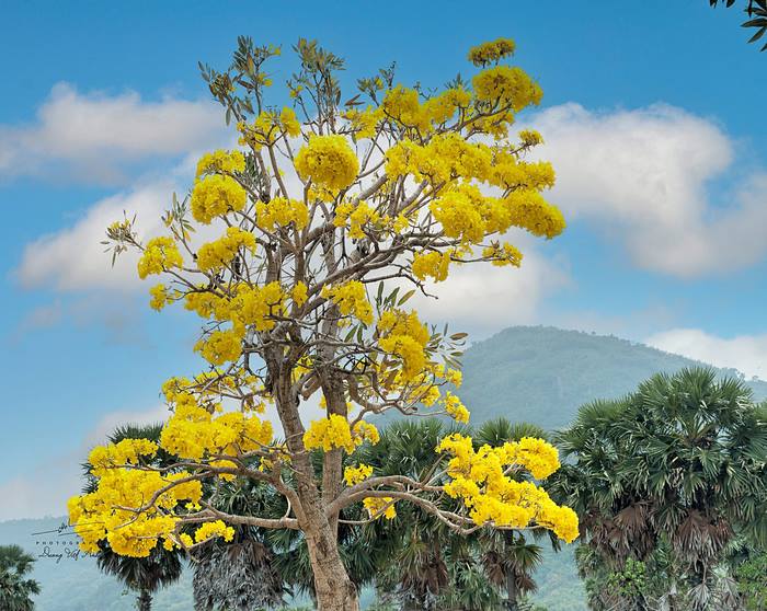 Núi Cấm 'khoác' lên sắc vàng mùa hoa phong linh