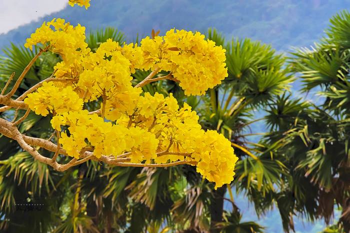 Núi Cấm 'khoác' lên sắc vàng mùa hoa phong linh