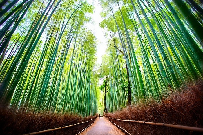 cố đô Kyoto