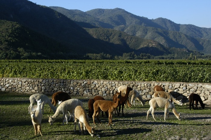 Một chút nhớ thương Casablanca qua những ly rượu vang Chile