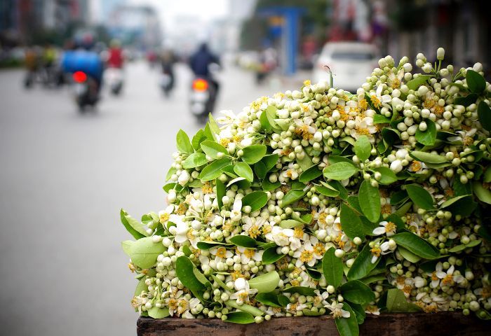 mùa hoa bưởi Hà Nội