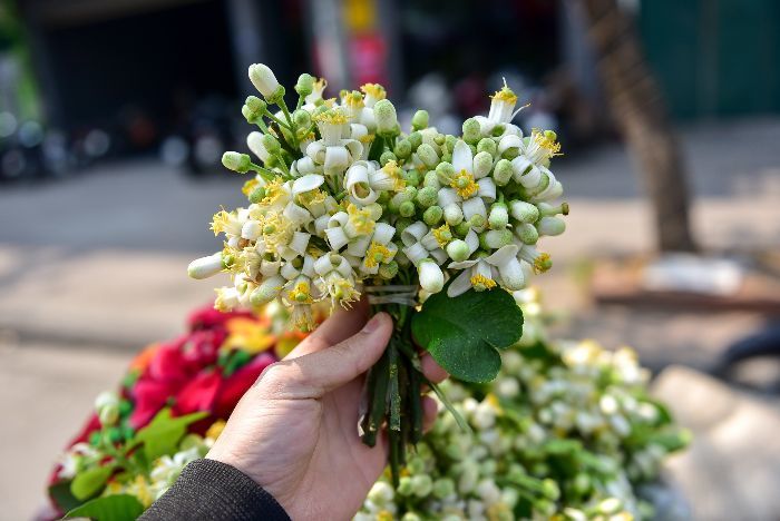 mùa hoa bưởi Hà Nội