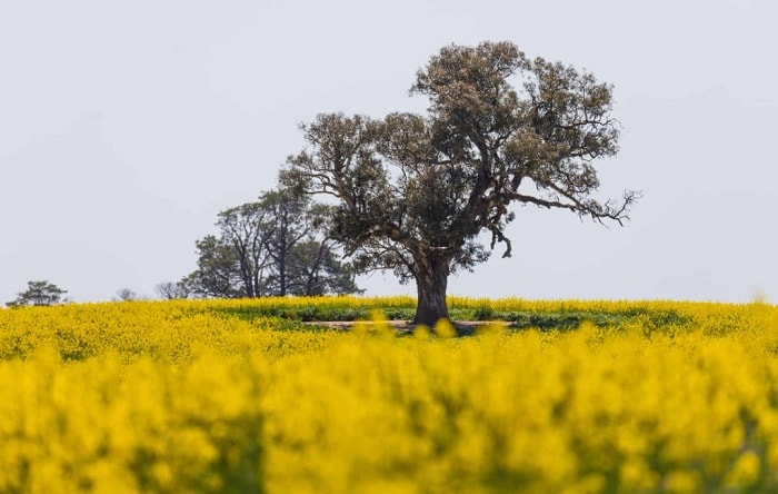 Australia đang vào mùa xuân các cánh đồng cây cải dầu ở tiểu bang New South Wales bắt đầu nở rộ