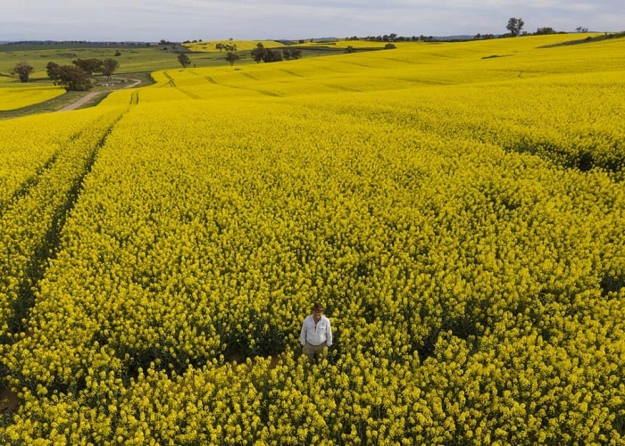nông dân trồng cải dầu ở New South Wales đang có một vụ mùa bội thu