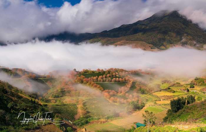 Những 'dải lụa hồng' rực rỡ trên đồi chè Ô Long