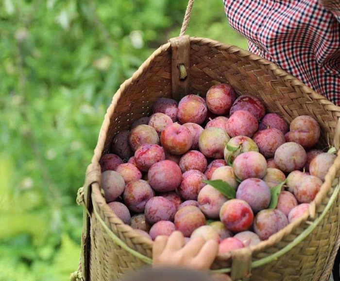 mùa mận Hà Nội