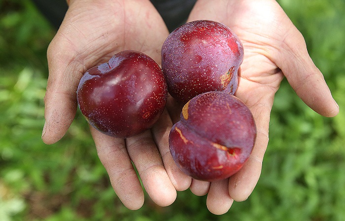 mùa mận Hà Nội