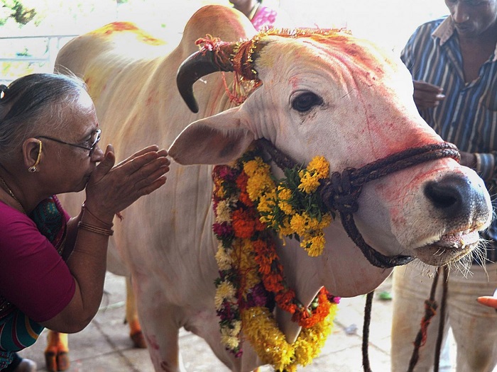 Bò là loài vật linh thiêng đối với người Ấn Độ