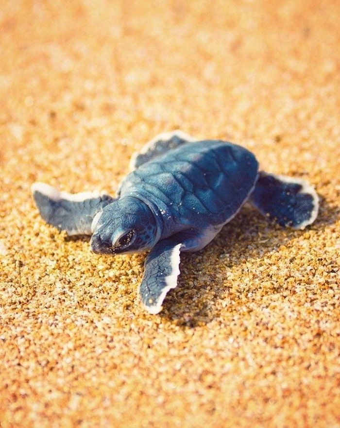 Khu bảo tồn rùa biển chính là điểm du lịch ở Kuta độc đáo nhất của đất nước Indo