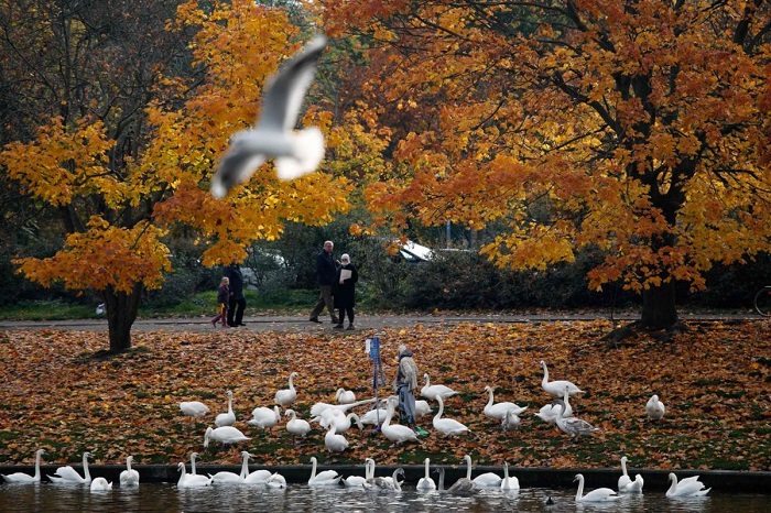 Một phụ nữ cho đàn thiên nga ăn bên bờ hồ đầy lá vàng rơi ở Landwehr, huyện Kreuzberg, Đức