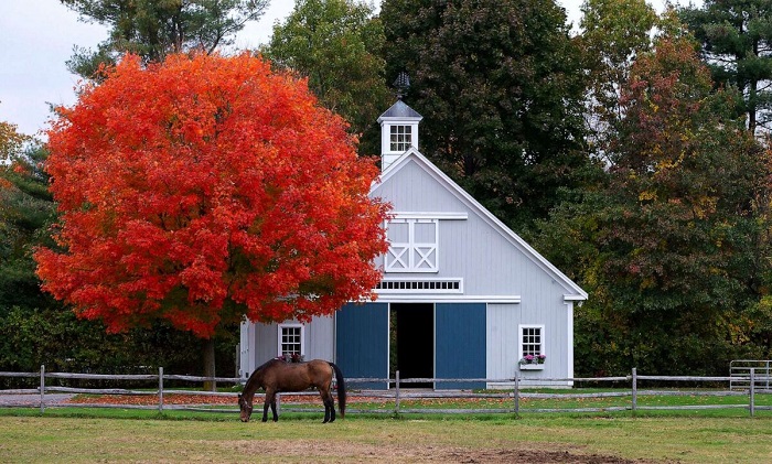 Con ngựa ung dung gặm cỏ trước cây phong rực lá đỏ ở Boxford, bang Massachusetts, Mỹ. 